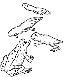 illustration by Meghan Merker