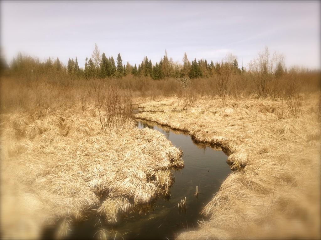 Crawford County, Michigan Photo by Cindy Hunter Morgan