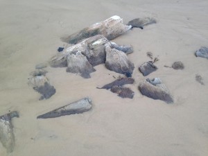 Driftwood/wreckage. Photo by Cindy Hunter Morgan