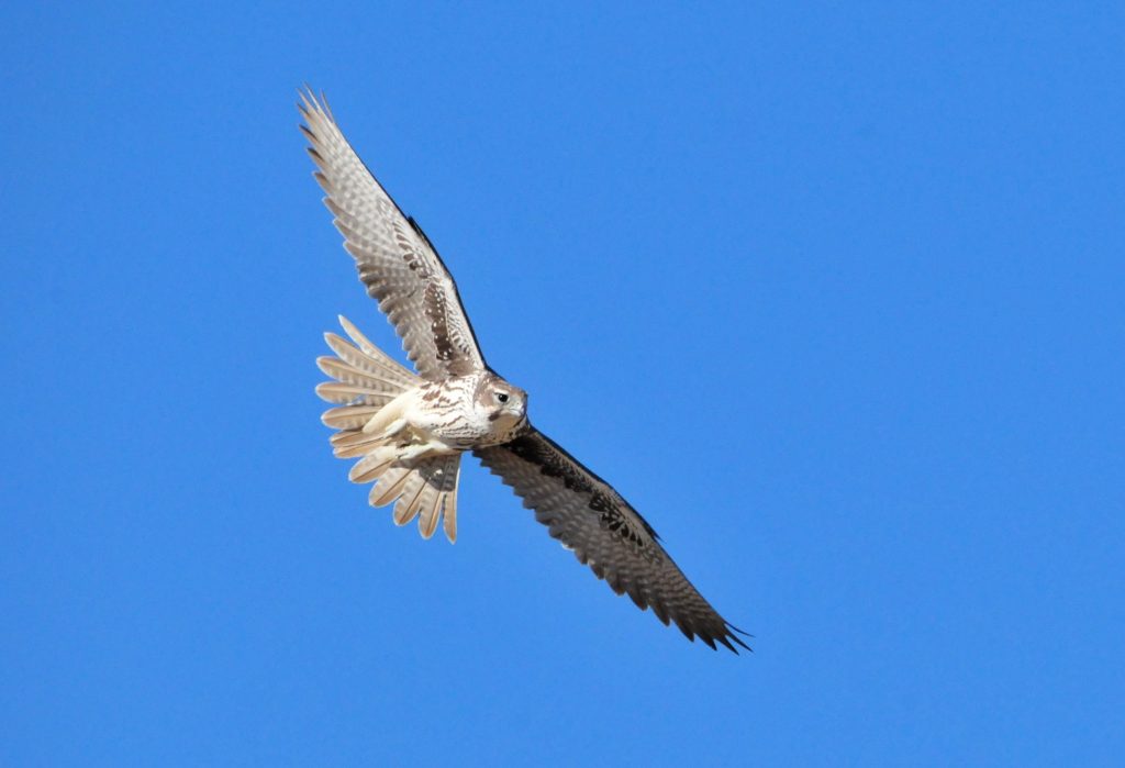 (photo by Tom Koerner/USFWS, from flickr)
