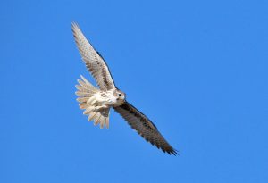 (photo by Tom Koerner/USFWS, from flickr)