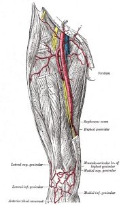 Femoral artery (Grey's Anatomy, 20th Ed.) (Wikipedia).